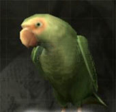 Loro