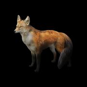 Red Fox