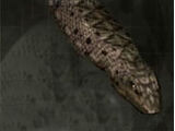 Tsuchinoko