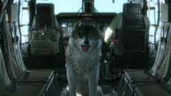 where is the dog in phantom pain