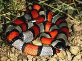 Serpiente coral