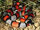 Serpiente coral