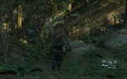 The forest