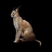 Caracal 34187ea0a31b1