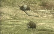 South America guinea pigs