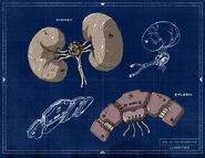 Kidney/spleen blueprint.