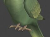 Emma Emmerich's parrot