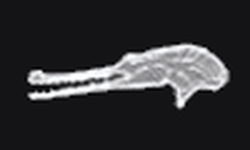 Snake eater crocodile cap 2025