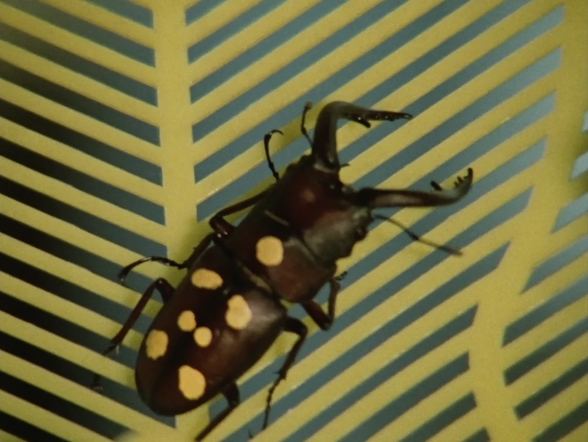 The Japan Lazy Person Disease Transported by the Insect Hurricane