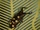 The Japan Lazy Person Disease Transported by the Insect Hurricane