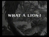 What a Lion!