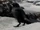 Raven