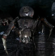 Spiders3.png (502 KB) Female