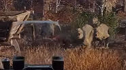 A pack of wolves, as seen in the first trailer