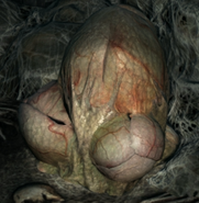 SpidersClutch.png (368 KB) The type of egg clutch that both hatchlings and small spiders emerge from