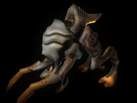 Korakk Elben Schafers MP3