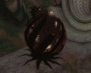 Mature kashh plant.png