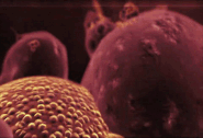 The title screen background of Metroid Prime, which depicts a close-up of the internal blood and nuclei of a Tallon Metroid.
