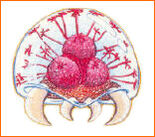 Metroid larve.jpg
