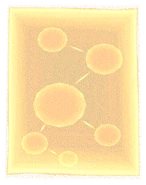 Model (Agon variant)