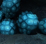 Closer view of the eggsac-like structures containing the embryos. They appear identical to the eggsacs seen on Hoppers.