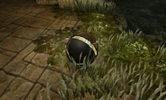 Ruined gallery lichen tangle weed morph ball.jpg (489 KB) Tangle Weed