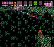 Orangecac.jpg (277 KB) An orange Cacatac in Norfair.