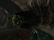 Luminoth Webbing Glitch.png (784 KB) Two Acid Sacs floating via a glitch. Their backsides can be seen.