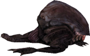 Krocuss2.png