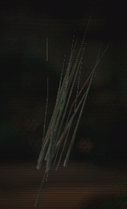 Sandgrass MP2