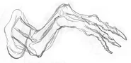 Boceto del brazo