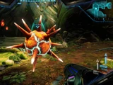 Espora Persecutora