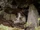 Wolfi