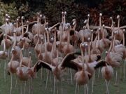 Flamingoes