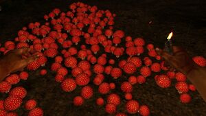 Red poisonous mushroom.jpg