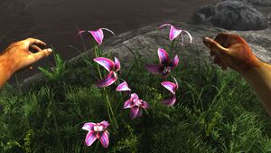Rainbow orchid.jpg