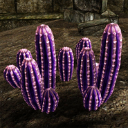 Violet cactus in the wild