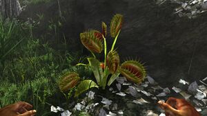 Carnivorous trap plant