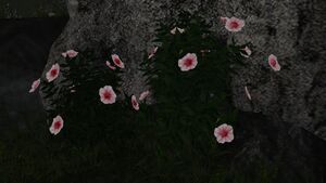 White-pink viola