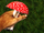 Red Poisonous Mushroom