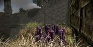 Violet cacti near ruins in badlands