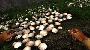 Common white mushroom.jpg