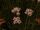 White Bundle Prairie Flower