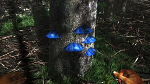 Ble scaley tree fungus