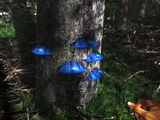 Blue Scaly Tree Fungus