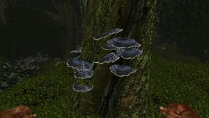 Grey shelf fungus