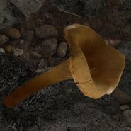 Trumpet mushroom closeup