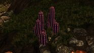 Violet cactus