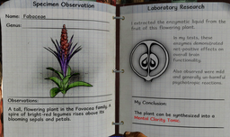 Fabaceae notes