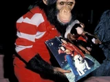 Bubbles (chimpanzee)